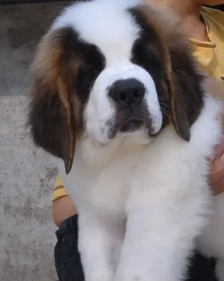 圣伯纳犬|圣伯纳犬做完绝育手术后异常兴奋 正常么