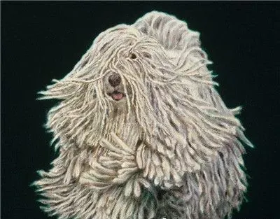 可蒙犬如何饲养 可蒙犬每天喝多少水 | 可蒙犬