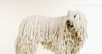 可蒙犬如何饲养 可蒙犬每天喝多少水 | 可蒙犬