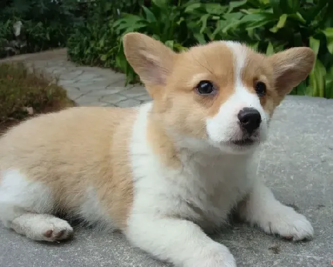 柯基犬|柯基犬咳嗽有痰十分严重是怎么了