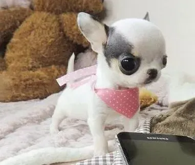 吉娃娃|让吉娃娃长寿不再是梦想