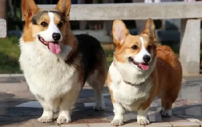 柯基犬|柯基犬这几天总拉稀，呕吐是什么问题