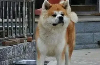 秋田犬|怎样能让秋田犬改掉不良的生活习惯