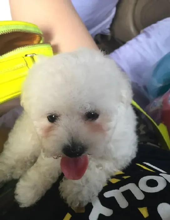 卷毛比熊犬的性格 卷毛比熊犬有个性天性活泼 | 卷毛比熊犬