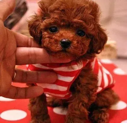 贵宾犬|求推荐 3个月的贵宾犬适合吃什么奶糕