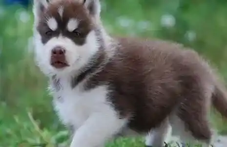 哈士奇|哈士奇得了犬瘟热 我该怎么为它治疗