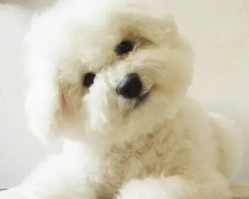 比熊犬|不小心被比熊犬咬了需要打针吗