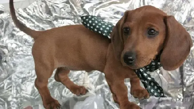腊肠犬|腊肠犬泪痕的形成原因及解决方法