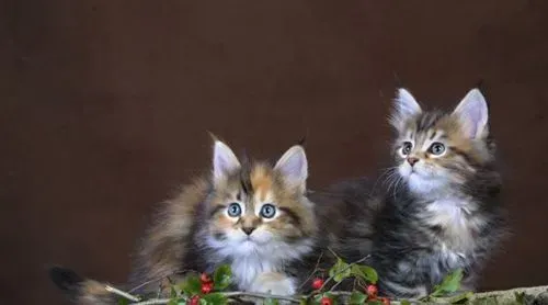 缅因猫拉肚子吃什么药 拉肚子有什么原因 | 缅因猫