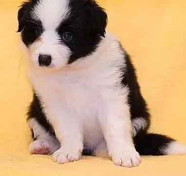 边境牧羊犬|边境牧羊犬洗澡后开始咳嗽吃什么药好