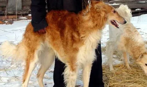 苏俄猎狼犬攻击性 什么原因导致狗狗会有攻击性 | 苏俄猎狼犬