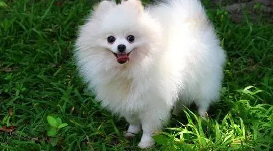 博美犬|清洁保护博美犬眼睛的技巧