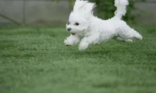 马尔济斯|马尔济斯犬吃水果的好处及马尔济斯犬吃什么水果好