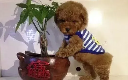 泰迪犬|寄养泰迪犬主人要考虑的几大问题