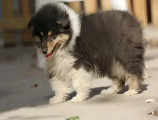 喜乐蒂|喜乐蒂犬经常吐黄水河泡沫是什么症状