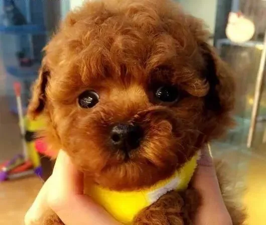 贵宾犬|成年贵宾犬喂养有何方法