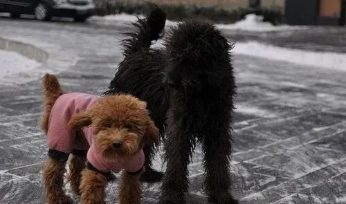 波利犬寿命 寿命平均会在十五年左右 | 波利犬