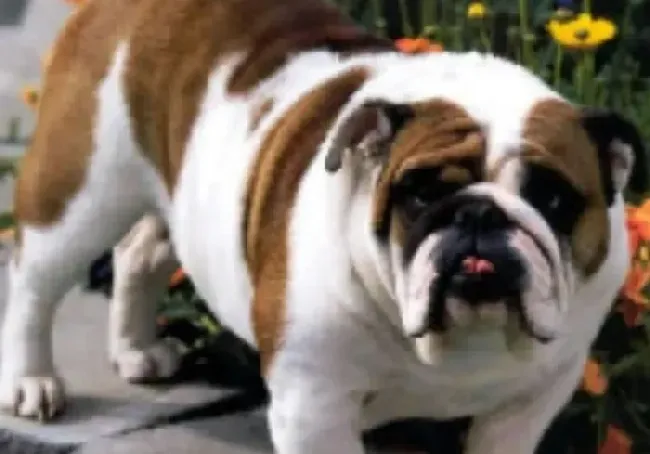 英国斗牛犬|教育要点之训练斗牛犬期间须保持态度一致