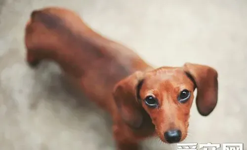 腊肠犬看家吗 可以通过训练来取得 | 腊肠犬