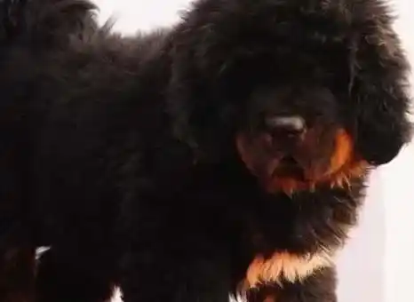 藏獒|怎么才能让藏獒在我出门的时候不叫