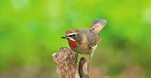 红点颏怎么挑选 红点颏饲养管理注意的问题