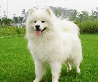 萨摩耶犬怎么训练 “蹲下”训练技巧 | 萨摩耶