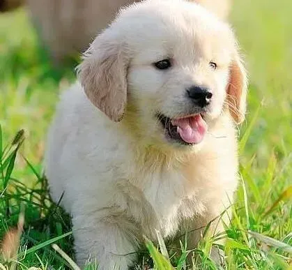 金毛|金毛犬吃到肚子里的毛球要怎样清理