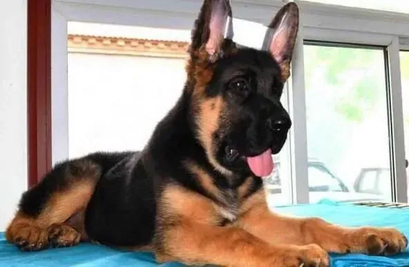 德国牧羊犬|初次见面怎样能降低德国牧羊犬对你的戒心