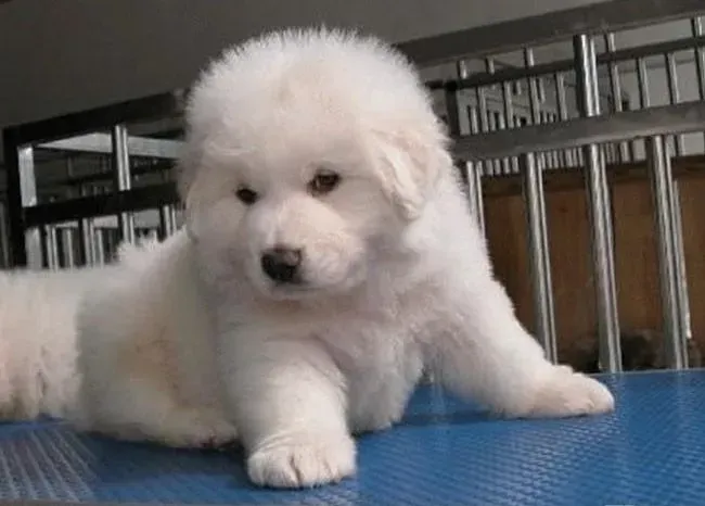 大白熊犬|最近大白熊犬总是打喷嚏是怎么回事