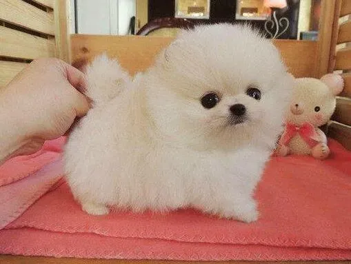 博美犬|了解养护须知 让博美犬的饲养工作更简单
