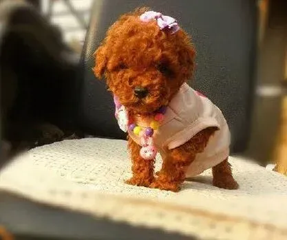 贵宾犬|为什么贵宾犬最近总是狂叫 求解答