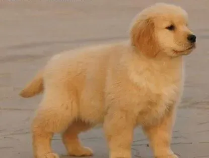 金毛|主人给金毛犬洗牙时应注意三点事项