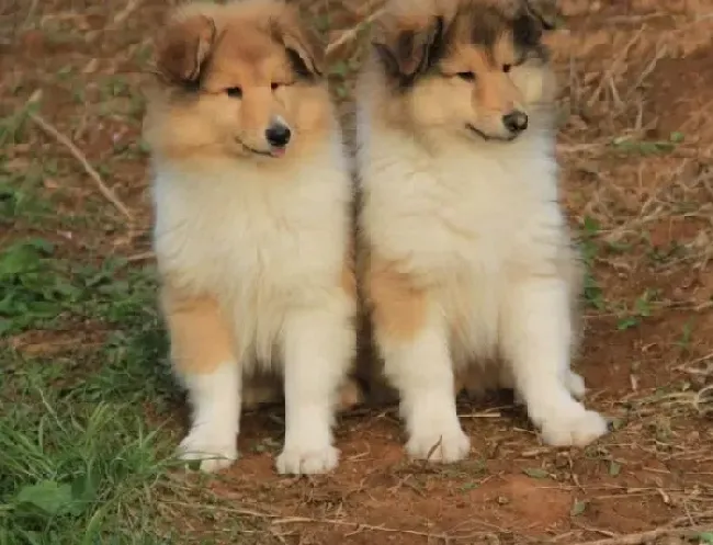 苏格兰牧羊犬|我家苏格兰牧羊犬长湿疹了应怎办