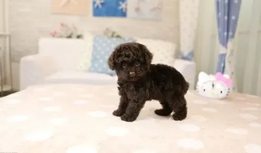 泰迪犬|适当洗浴对健康有利 给泰迪犬洗澡应注意的要点