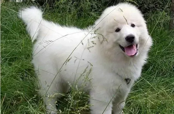 大白熊犬|活力小可爱 五种小方法让大白熊犬学会独处