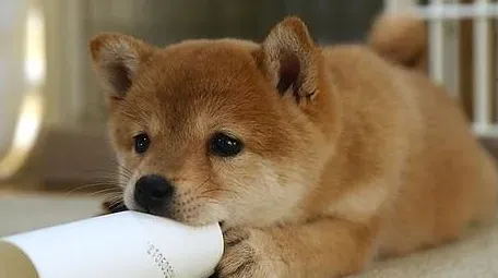 秋田犬的忠诚度 日本人将秋田犬视为忠实的伴侣 | 秋田犬