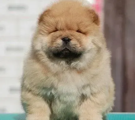 松狮犬|我家松狮犬感冒没食欲怎么办