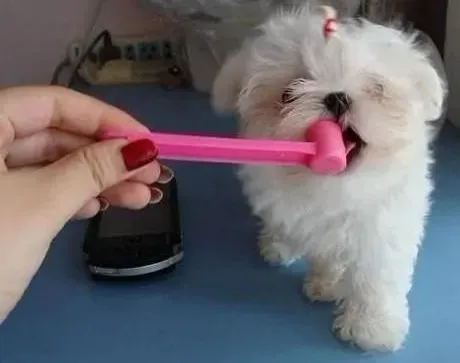 马尔济斯|为老年期马尔济斯犬美容护理的特殊方法