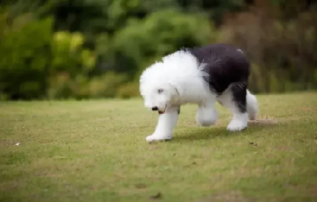 古代牧羊犬|怎样合理的给古代牧羊犬补钙