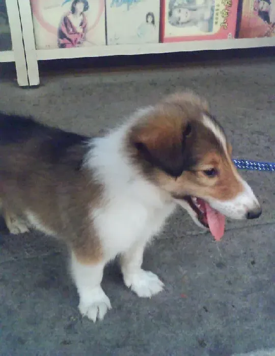 苏格兰牧羊犬|苏格兰牧羊犬拉肚子，很稀没事吧