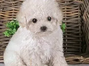 贵宾犬|贵宾犬开始随地大小便了如何是好