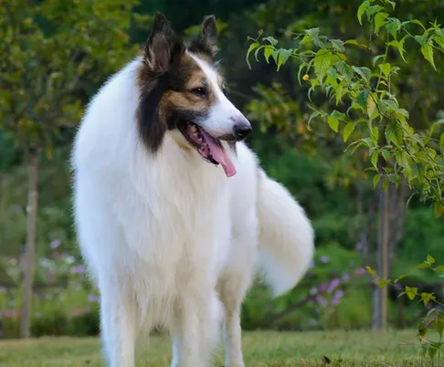 苏格兰牧羊犬肠胃如何 分为几种不同的类型 | 苏格兰牧羊犬