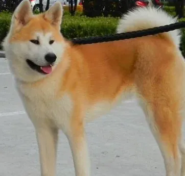 如何挑选秋田犬 先了解研究它的个性特征 | 秋田犬