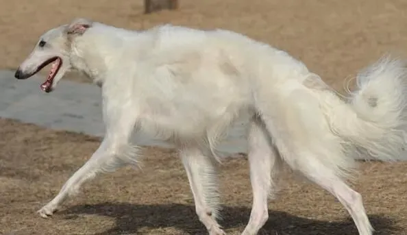 苏俄猎狼犬介绍 是一种体格结实的大型犬 | 苏俄猎狼犬