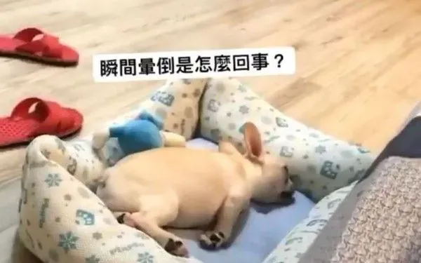 超可爱小法斗碰床瞬间晕倒 充电1秒起来继续嗨