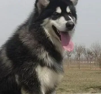 阿拉斯加犬|训练一周一练 纠正阿拉斯加犬乱叫的毛病