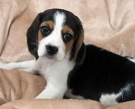 比格犬|比格犬有哪些你不知道的思维模式