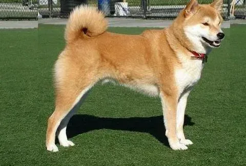 秋田犬|制止秋田犬对着陌生人不停的叫的方法