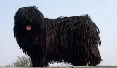 波利犬的毛怎么打理 波利犬梳毛时的注意事项 | 波利犬