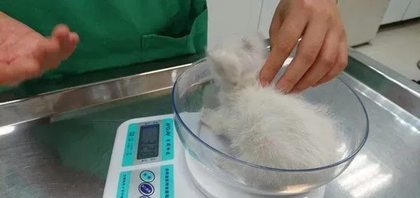 白猫遭遗弃掉进水沟 幸得社工暖心相救并抚养长大 | 猫
